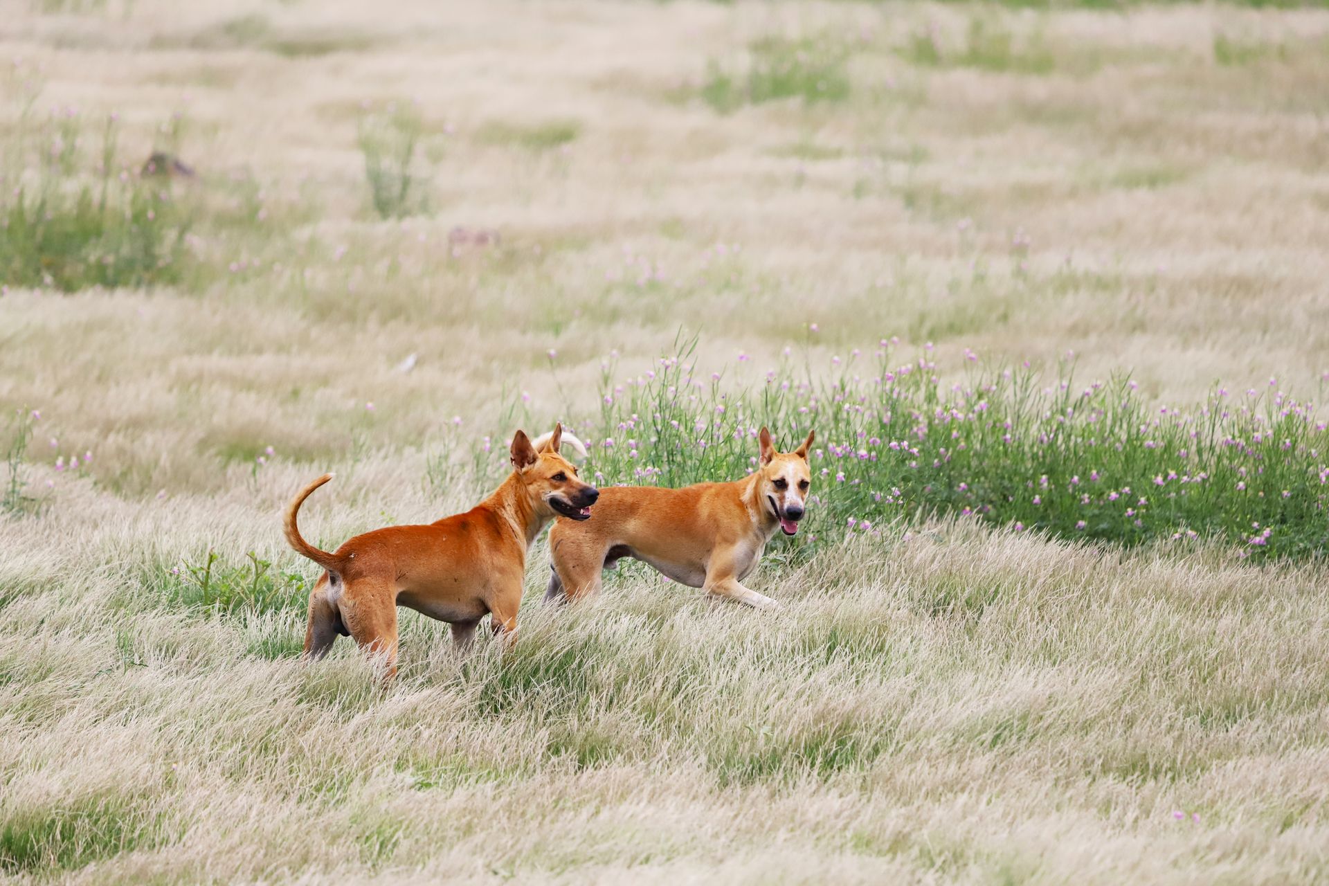 Dos perros felices corriendo en un prado