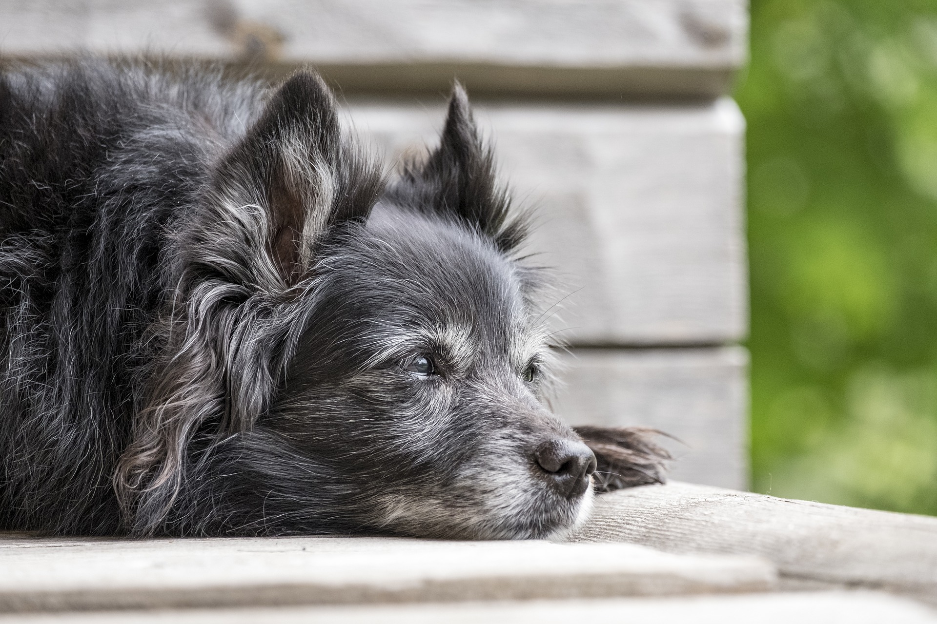 animal-3075861_1920.jpg
