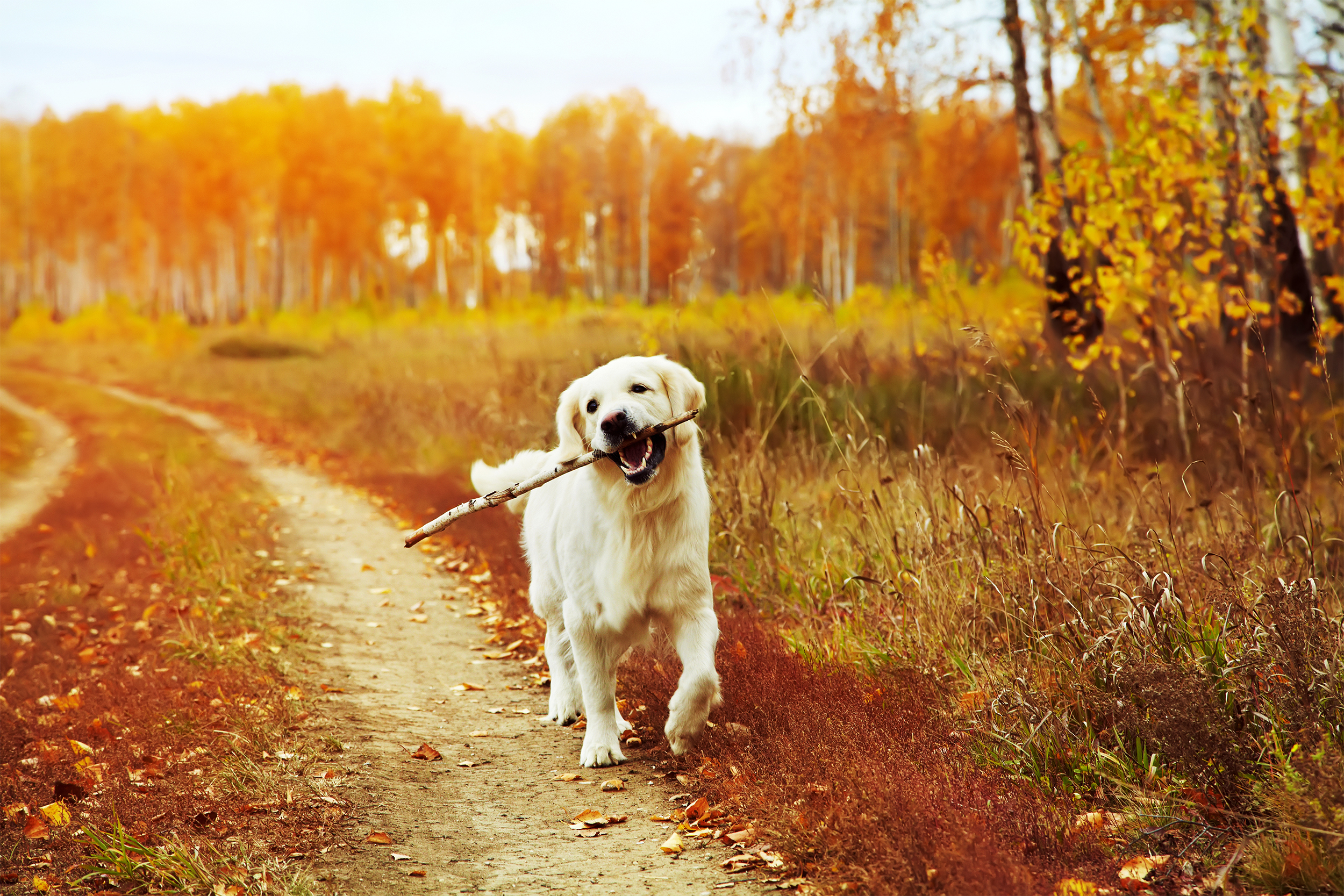 dog with sticks.jpg